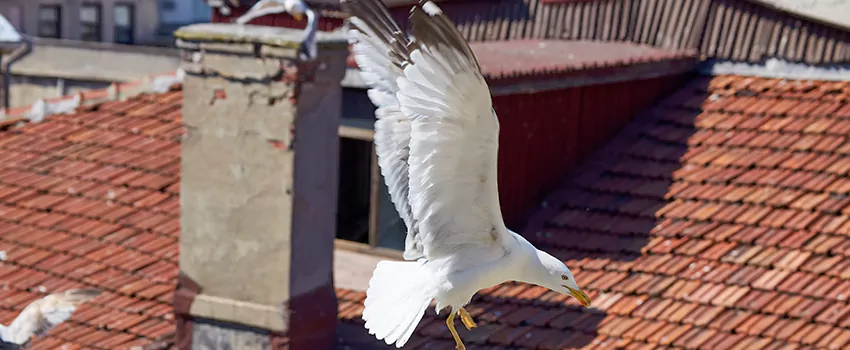 Residential Chimney Animal Removal Solution in Glen Ellyn, IL