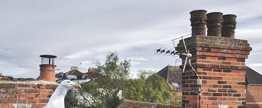 Chimney Cleaning And Restoration in Glen Ellyn, Illinois
